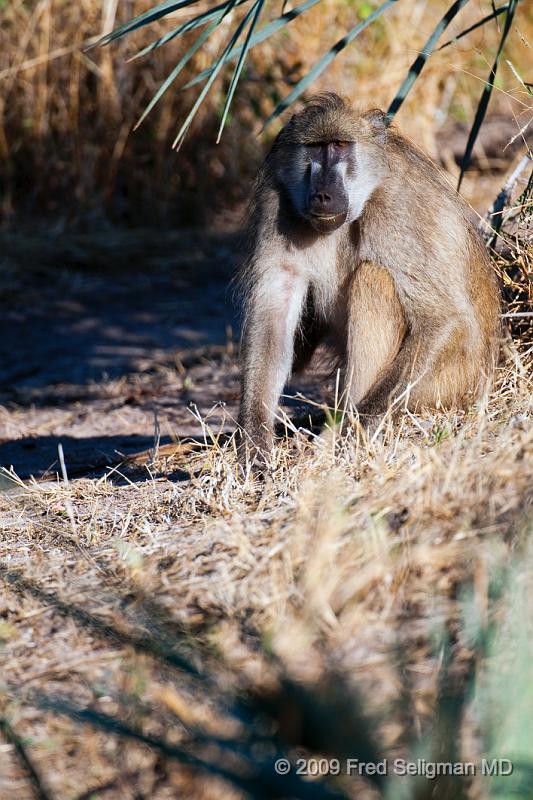 20090613_092810 D300 X1.jpg - Baboon